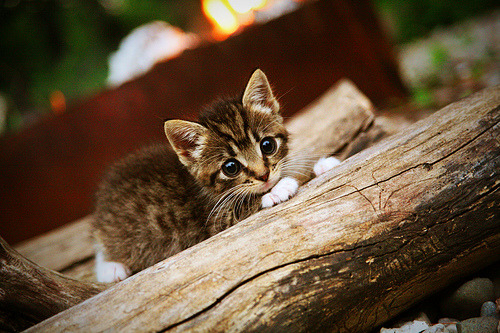 爱游戏入口-紫金超车，当湖人一波流与杰伦·格林的街道狂飙在同一频道共振