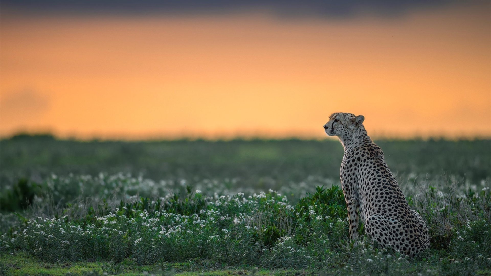 加时赛与接管时刻，足球叙事中个体与集体命运的双重变奏