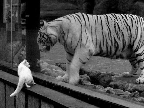 跨界风云，季后赛抢七焦点战中委内瑞拉如何带走AC米兰的荣耀