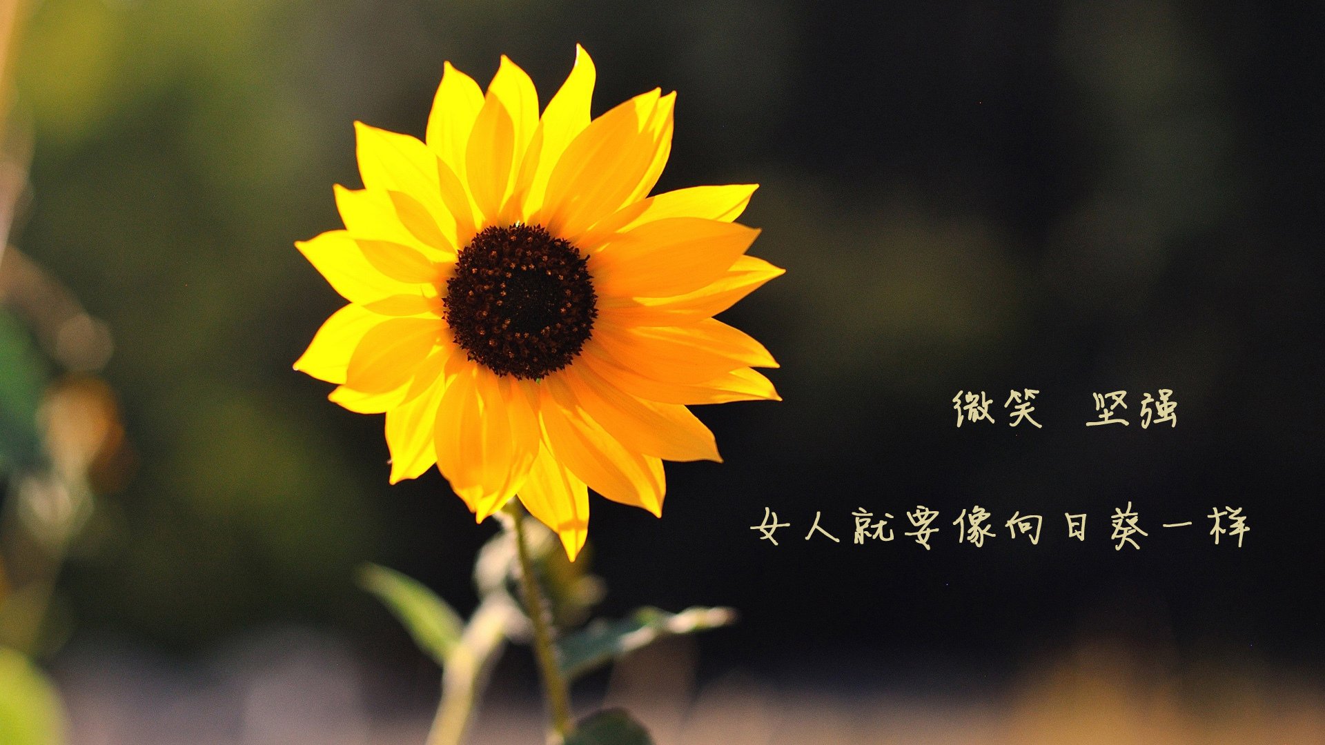 爱游戏体育-足球世界的双重奇迹，伊拉克震撼莱比锡，罗德里独步中场拉开差距